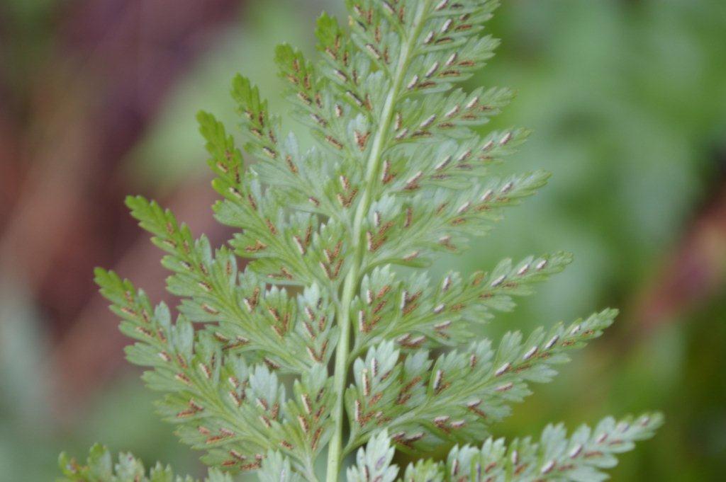 Asplenium cfr. onopteris